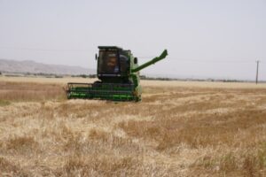 آغاز برداشت محصول گندم در شهرستان رامهرمز آغاز برداشت محصول گندم در شهرستان رامهرمز
