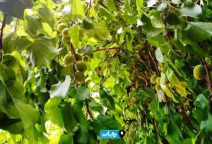 برداشت میوه‌های نوبرانه در رامهرمز آغاز شد