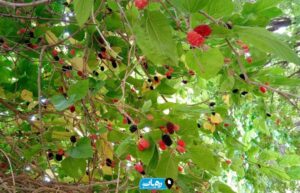 برداشت میوه‌های نوبرانه در رامهرمز آغاز شد