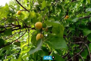 برداشت میوه‌های نوبرانه در رامهرمز آغاز شد