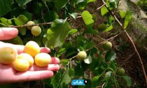 برداشت میوه‌های نوبرانه در رامهرمز آغاز شد