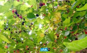 برداشت میوه‌های نوبرانه در رامهرمز آغاز شد