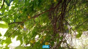 برداشت میوه‌های نوبرانه در رامهرمز آغاز شد