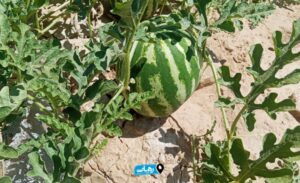 برداشت هندوانه از مزارع شمیلان آغاز شد