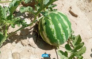 برداشت هندوانه از مزارع شمیلان آغاز شد