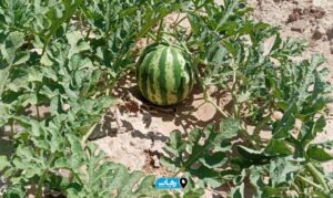 برداشت هندوانه از مزارع شمیلان آغاز شد