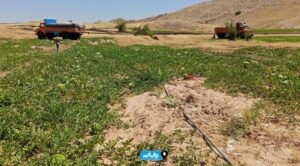 برداشت هندوانه از مزارع شمیلان آغاز شد