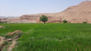 طلای سبز ابوالفارس معیشت رامهرمز را تضمین میکند طلای سبز ابوالفارس معیشت رامهرمز را تضمین میکند