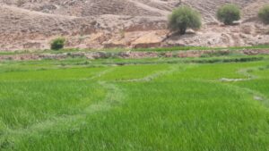 طلای سبز ابوالفارس معیشت رامهرمز را تضمین میکند طلای سبز ابوالفارس معیشت رامهرمز را تضمین میکند